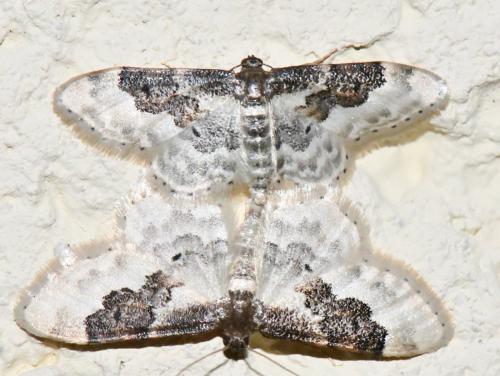 Réf. 326 727 : Idaea rusticata